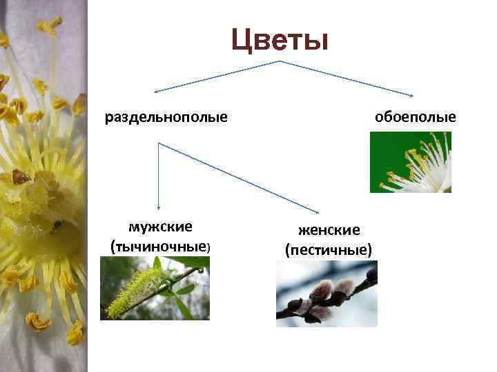 Цветы раздельнополые мужские (тычиночные) обоеполые женские (пестичные) 