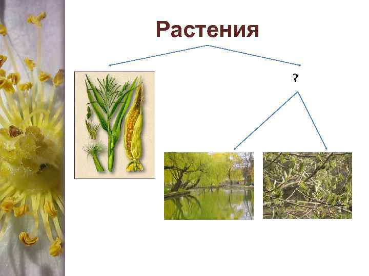 Растения ? 