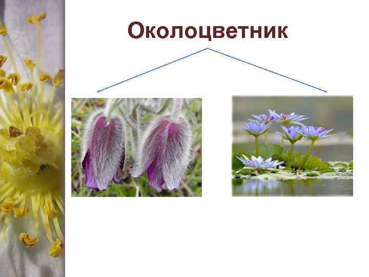 Околоцветник 