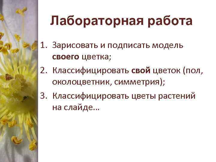 Лабораторная работа 1. Зарисовать и подписать модель своего цветка; 2. Классифицировать свой цветок (пол,