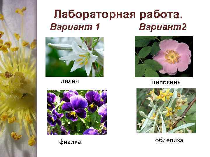 Лабораторная работа. Вариант 1 лилия фиалка Вариант2 шиповник облепиха 
