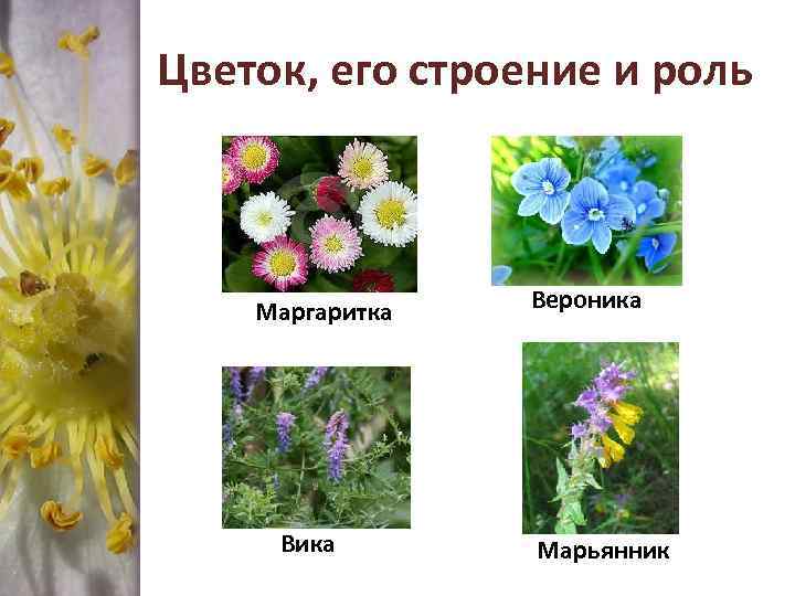Цветок, его строение и роль Маргаритка Вика Вероника Марьянник 