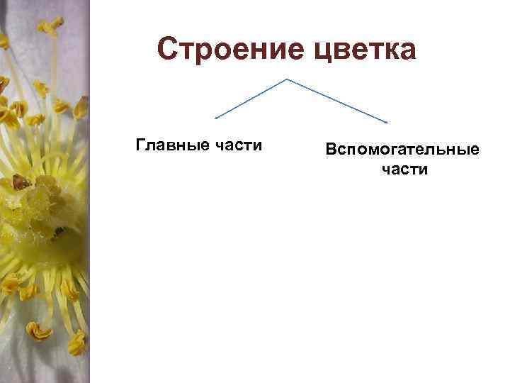 Cтроение цветка Главные части Вспомогательные части 
