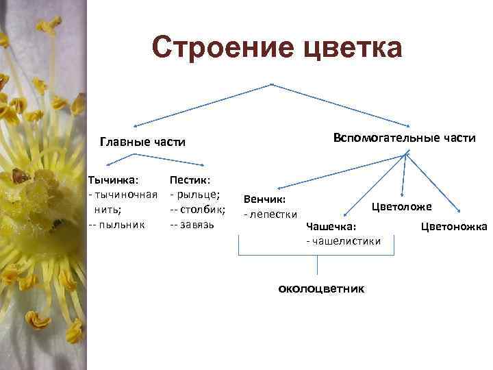 Строение цветка Вспомогательные части Главные части Тычинка: - тычиночная нить; -- пыльник Пестик: -
