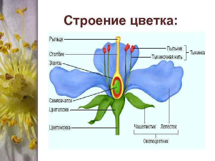 Строение цветка: 