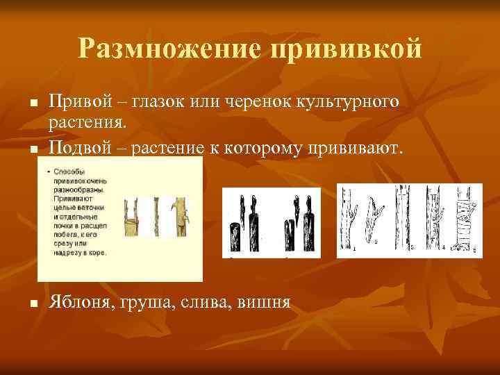 Размножение прививкой n Привой – глазок или черенок культурного растения. Подвой – растение к