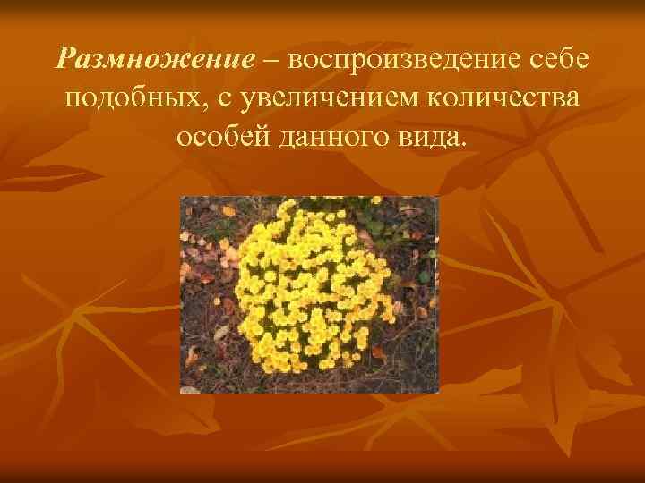 Размножение – воспроизведение себе подобных, с увеличением количества особей данного вида. 