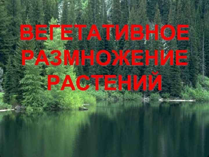 ВЕГЕТАТИВНОЕ РАЗМНОЖЕНИЕ РАСТЕНИЙ 