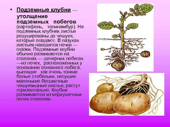  • Подземные клубни — утолщение подземных побегов (картофель, топинамбур). На подземных клубнях листья