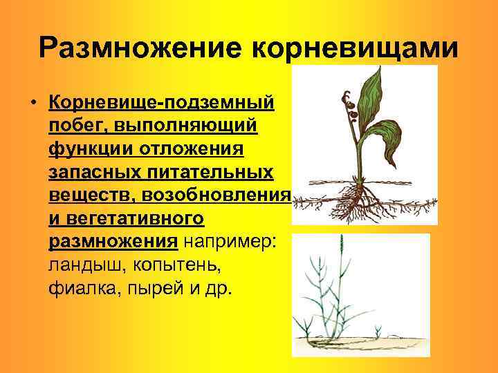 Размножение корневищами • Корневище-подземный побег, выполняющий функции отложения запасных питательных веществ, возобновления и вегетативного