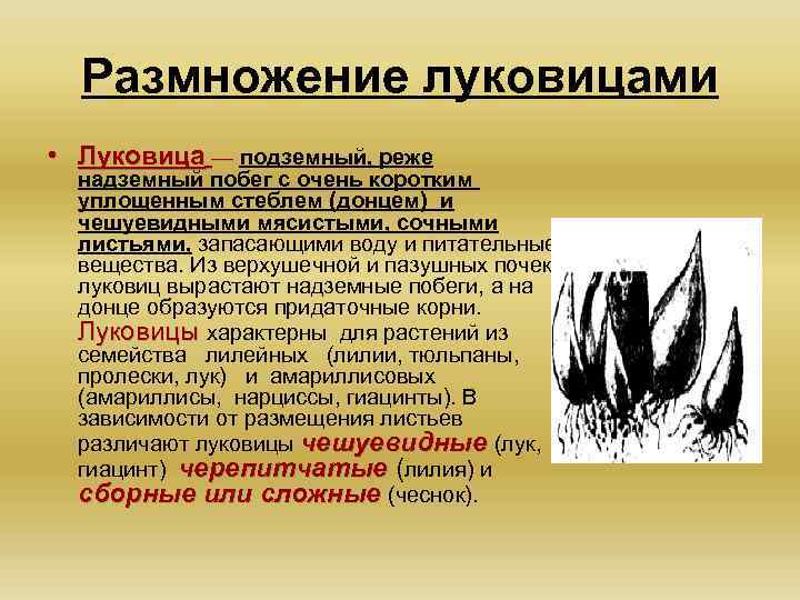 Размножение луковицами • Луковица — подземный, реже надземный побег с очень коротким уплощенным стеблем