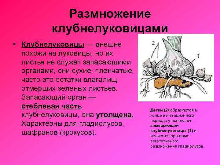 Размножение клубнелуковицами • Клубнелуковицы — внешне похожи на луковицы, но их листья не служат