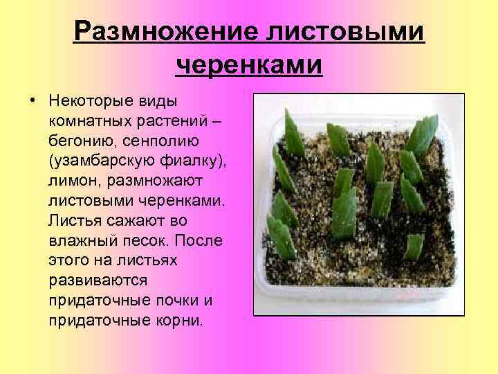 Размножение листовыми черенками • Некоторые виды комнатных растений – бегонию, сенполию (узамбарскую фиалку), лимон,