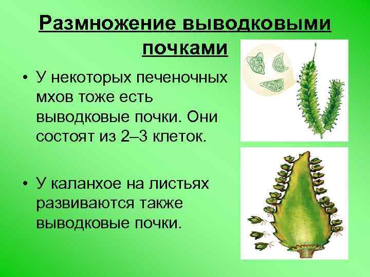 Размножение выводковыми почками • У некоторых печеночных мхов тоже есть выводковые почки. Они состоят