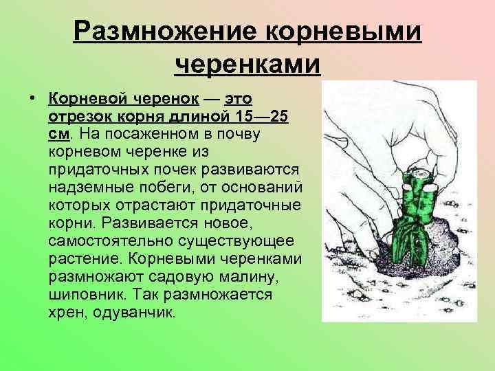 Размножение корневыми черенками • Корневой черенок — это отрезок корня длиной 15— 25 см.