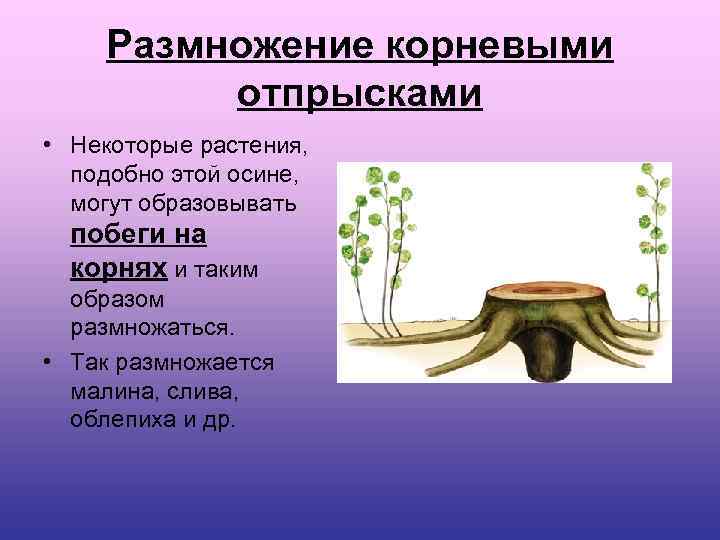 Размножение корневыми отпрысками • Некоторые растения, подобно этой осине, могут образовывать побеги на корнях