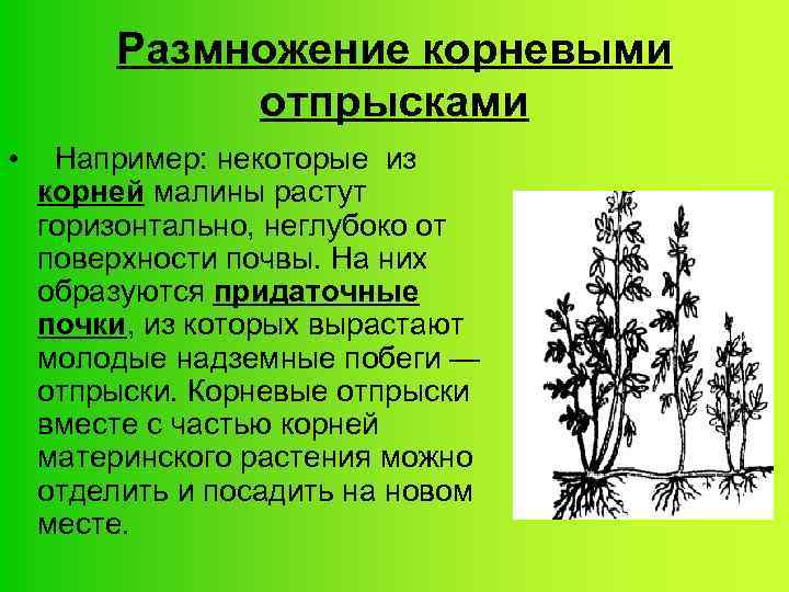 Размножение корневыми отпрысками • Например: некоторые из корней малины растут горизонтально, неглубоко от поверхности