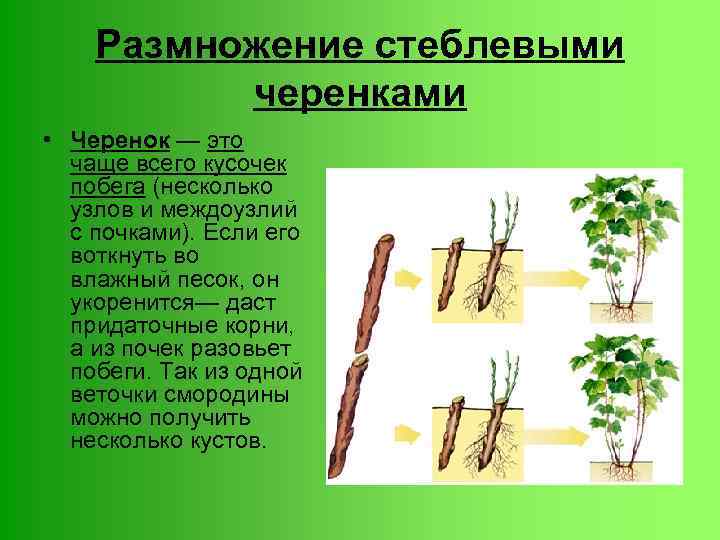 Размножение стеблевыми черенками • Черенок — это чаще всего кусочек побега (несколько узлов и