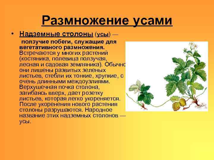Размножение усами • Надземные столоны (усы) — ползучие побеги, служащие для вегетативного размножения. Встречаются