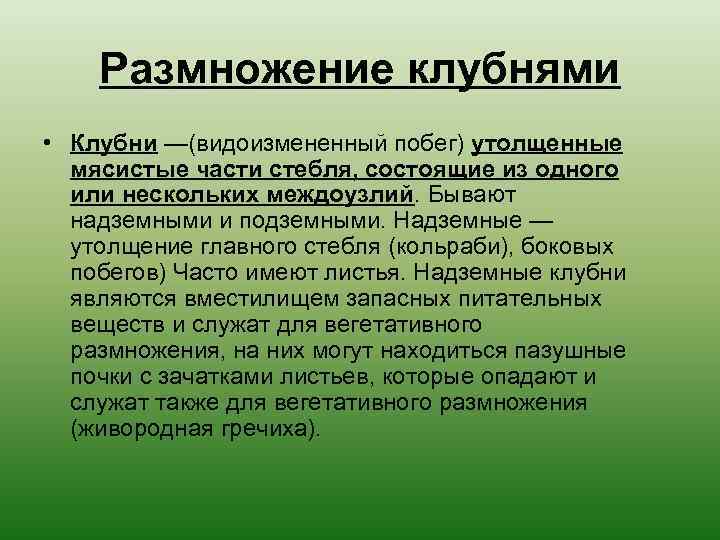 Размножение клубнями • Клубни —(видоизмененный побег) утолщенные мясистые части стебля, состоящие из одного или