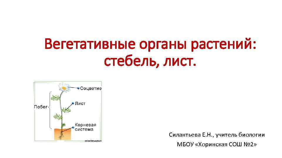 Вегетативные органы растений: стебель, лист. Силантьева Е. Н. , учитель биологии МБОУ «Хоринская СОШ