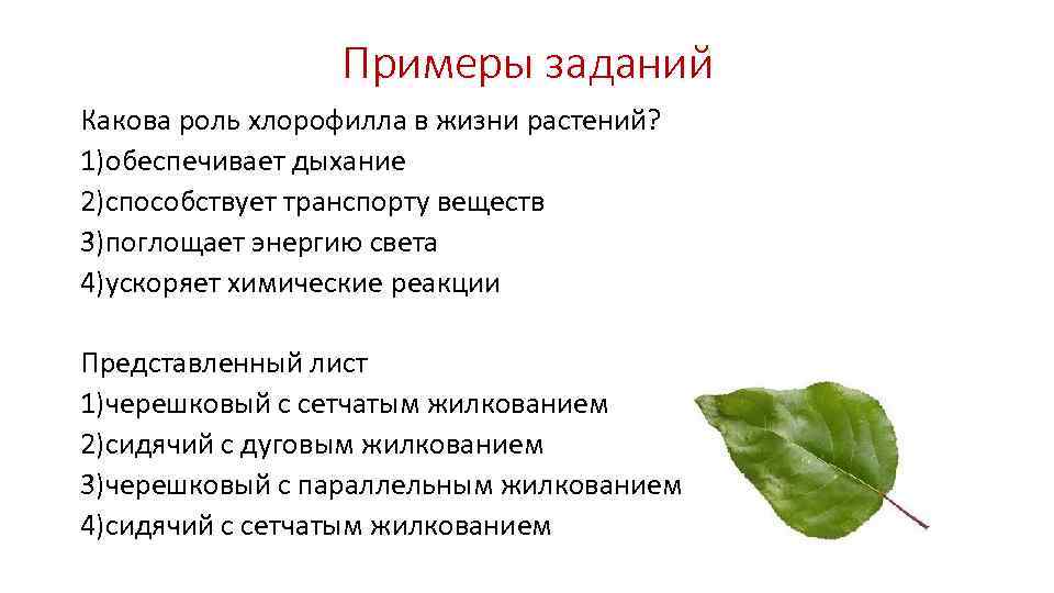 Примеры заданий Какова роль хлорофилла в жизни растений? 1)обеспечивает дыхание 2)способствует транспорту веществ 3)поглощает