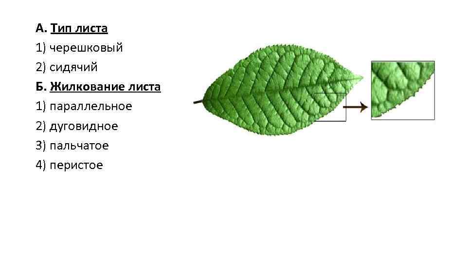 А. Тип листа 1) черешковый 2) сидячий Б. Жилкование листа 1) параллельное 2) дуговидное