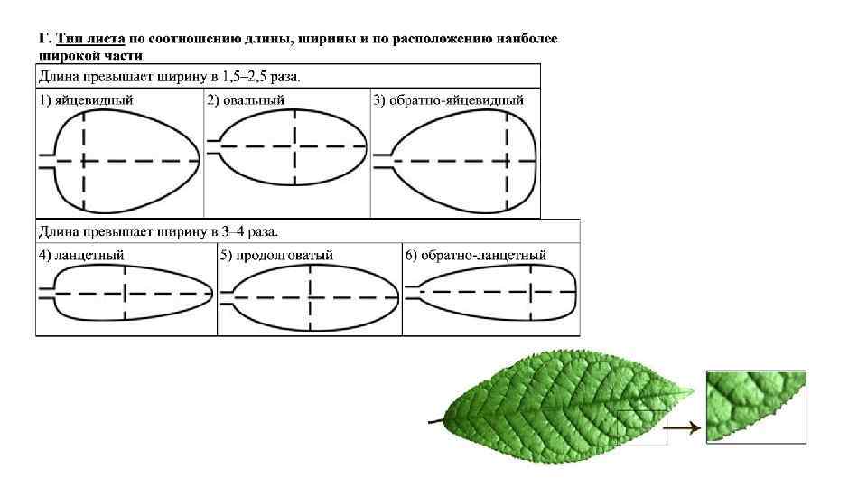 Размеры листа дерева