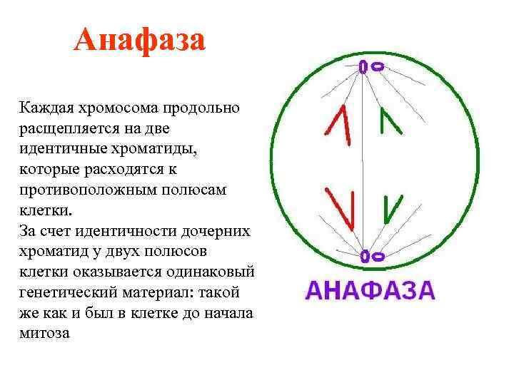 Анафаза Каждая хромосома продольно расщепляется на две идентичные хроматиды, которые расходятся к противоположным полюсам