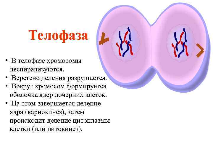 Телофаза • В телофазе хромосомы деспирализуются. • Веретено деления разрушается. • Вокруг хромосом формируется