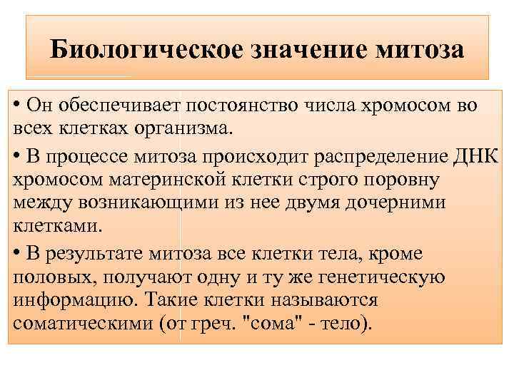 Биологическое значение митоза • Он обеспечивает постоянство числа хромосом во всех клетках организма. •