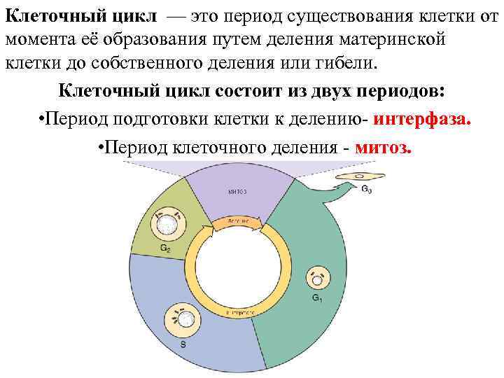 Клеточный цикл — это период существования клетки от момента её образования путем деления материнской