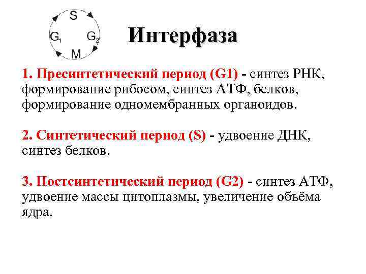 Интерфаза 1. Пресинтетический период (G 1) - синтез РНК, формирование рибосом, синтез АТФ, белков,