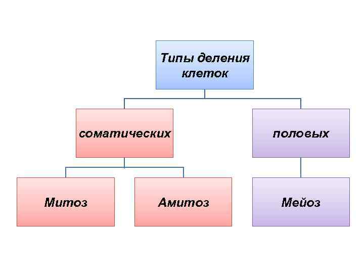 Типы деления клеток соматических Митоз Амитоз половых Мейоз 
