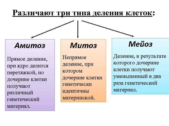 Различают три типа деления клеток: Амитоз Мейоз Прямое деление, при ядро делится перетяжкой, но