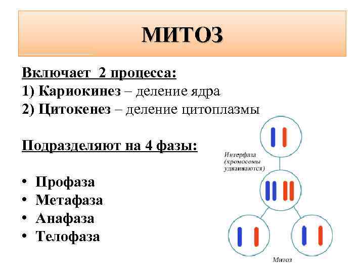 МИТОЗ Включает 2 процесса: 1) Кариокинез – деление ядра 2) Цитокенез – деление цитоплазмы