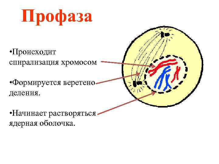 Профаза • Происходит спирализация хромосом • Формируется веретено деления. • Начинает растворяться ядерная оболочка.