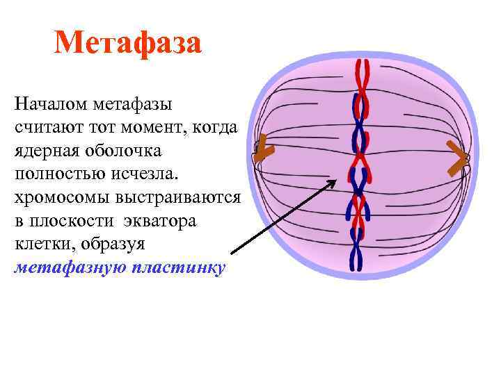 Метафаза Началом метафазы считают тот момент, когда ядерная оболочка полностью исчезла. хромосомы выстраиваются в