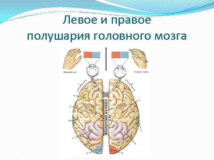 Левое и правое полушария головного мозга 