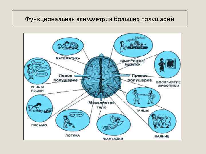 Функциональная асимметрия больших полушарий 