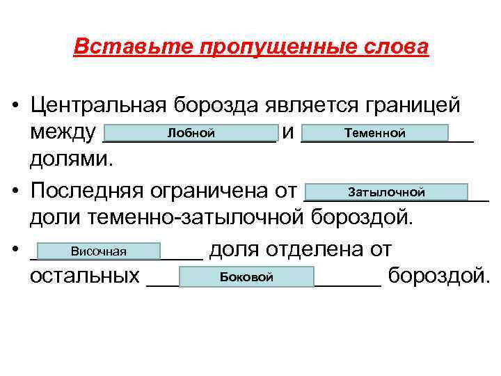 Вставьте пропущенные слова • Центральная борозда является границей Лобной Теменной между _______ и _______