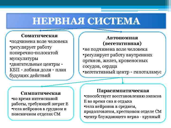 НЕРВНАЯ СИСТЕМА Соматическая • подчинена воле человека • регулирует работу поперечно-полосатой мускулатуры • двигательные