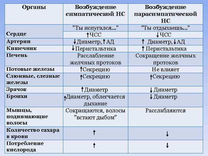 Органы Сердце Артерии Кишечник Печень Потовые железы Слюнные, слезные железы Зрачок Бронхи Мышцы, поднимающие