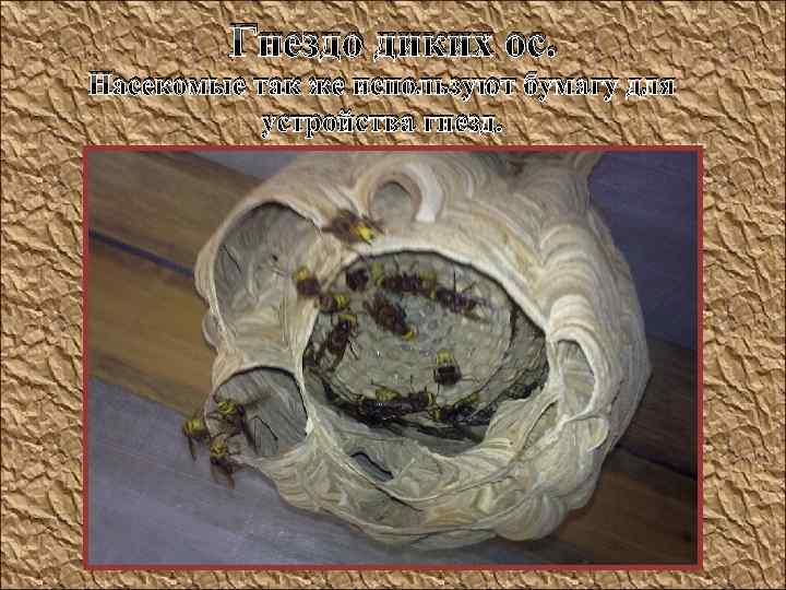 Гнездо диких ос. Насекомые так же используют бумагу для устройства гнезд. 
