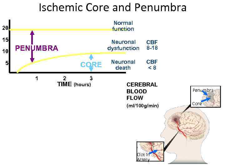 Ischemic Core and Penumbra Normal function 20 15 10 Neuronal dysfunction PENUMBRA 5 CORE