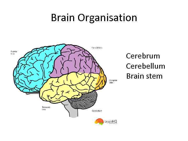 Brain Organisation Cerebrum Cerebellum Brain stem 