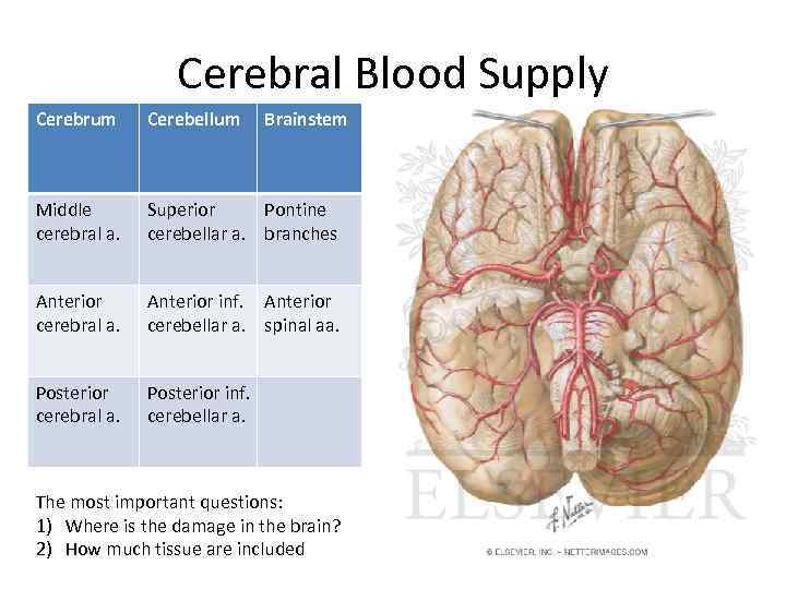 Cerebral Blood Supply Cerebrum Cerebellum Brainstem Middle cerebral a. Superior Pontine cerebellar a. branches