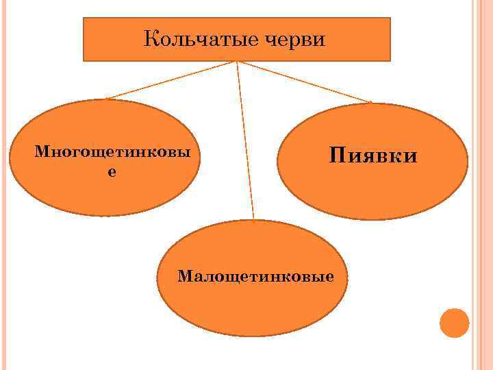 Кольчатые черви Многощетинковы е Пиявки Малощетинковые 