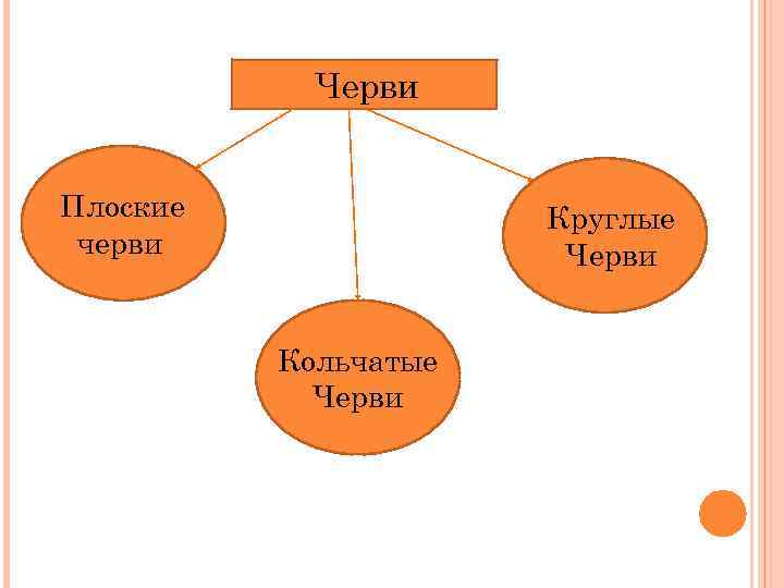 Черви Плоские черви Круглые Черви Кольчатые Черви 