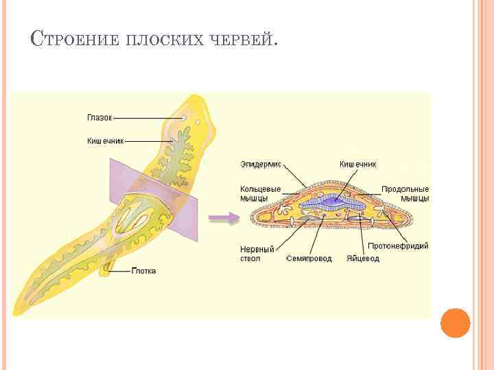 СТРОЕНИЕ ПЛОСКИХ ЧЕРВЕЙ. 